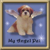 angelpet10.jpg